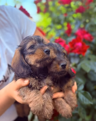Cuccioli di Bassotto a pelo duro
