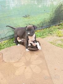 Cuccioli Amstaff Rovigo