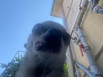 Cane che vuole trovare l'amore della vita
