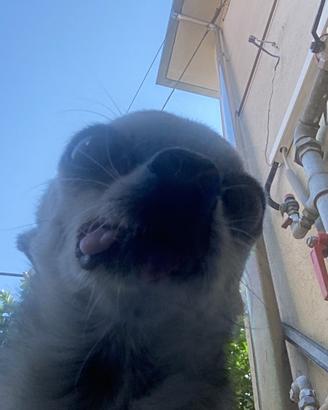 Cane che vuole trovare l'amore della vita