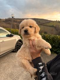 Golden retriever americano