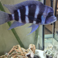 Ciclidi Frontosa