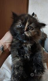 Gatti persiani