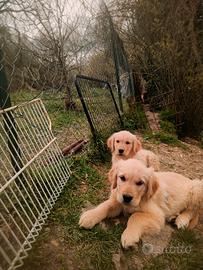 Cuccioli golden retriever pedigree ENCI