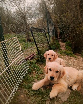 Cuccioli golden retriever pedigree ENCI