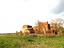 Immagine 6