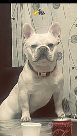 Stallone pronto per monta