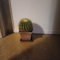 Pianta grassa cactus