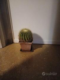 Pianta grassa cactus