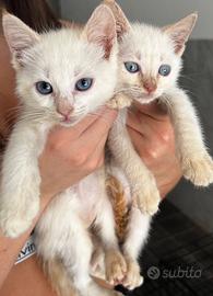 Gattini 2 mesi ADOZIONE