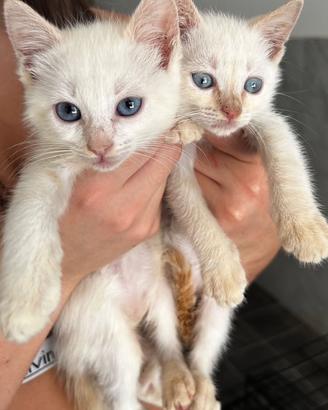 Gattini 2 mesi ADOZIONE