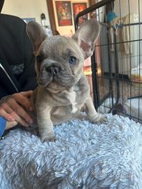 Bulldog Francese Blue