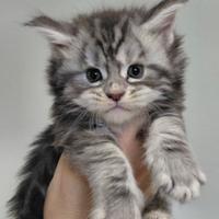 Cuccioli maine coon