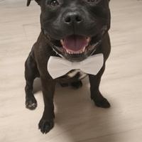 Staffy nero tigrato con pedigree per accoppiamento