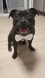 Staffy nero tigrato con pedigree per accoppiamento