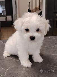 Maltese