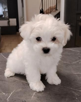 Maltese