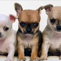 Cuccioli di chiwawa Toy mini