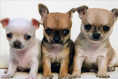 Cuccioli di chiwawa Toy mini