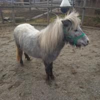 Pony Shetland