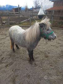 Pony Shetland