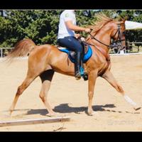 Cavallo Arabo
