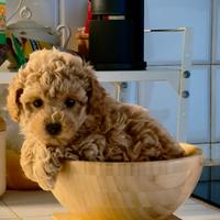 Barboncino toy femmina