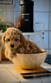 Barboncino toy femmina