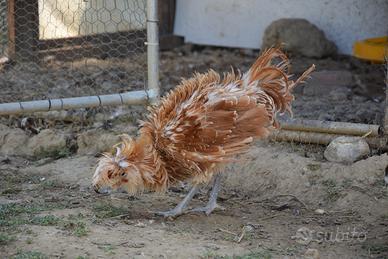 Gallo padovano riccio