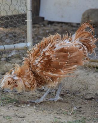 Gallo padovano riccio