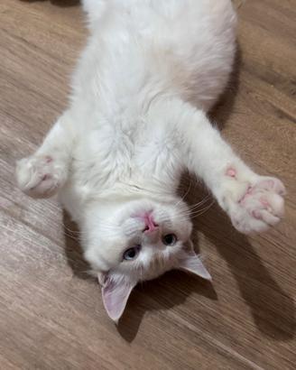 Cucciolo Ragdoll Red Mitted