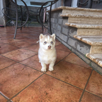 Cucciole siberian husky