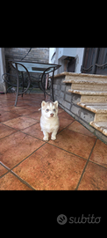 Cucciole siberian husky