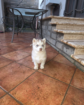 Cucciole siberian husky