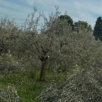 20 olivi
