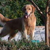 Cuccioli di Golden Retriever