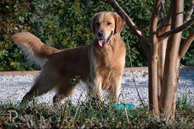 Cuccioli di Golden Retriever