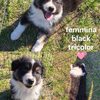 Australian shepherd