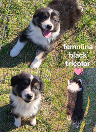 Australian shepherd