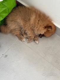 Cucciolo Pomarania minitoy femminuccia