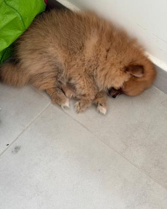 Cucciolo Pomarania minitoy femminuccia