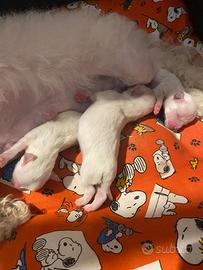 Cuccioli maltesi toy maschi