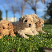Maltipoo