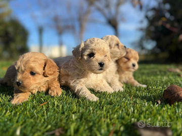 Maltipoo