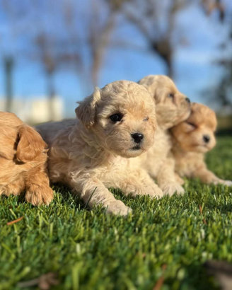 Maltipoo