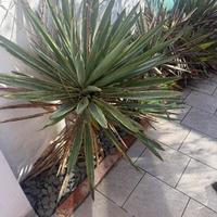 Piante di Yucca