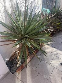 Piante di Yucca