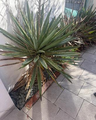 Piante di Yucca