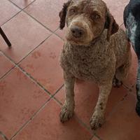 Lagotto romagnolo per monta