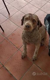 Lagotto romagnolo per monta